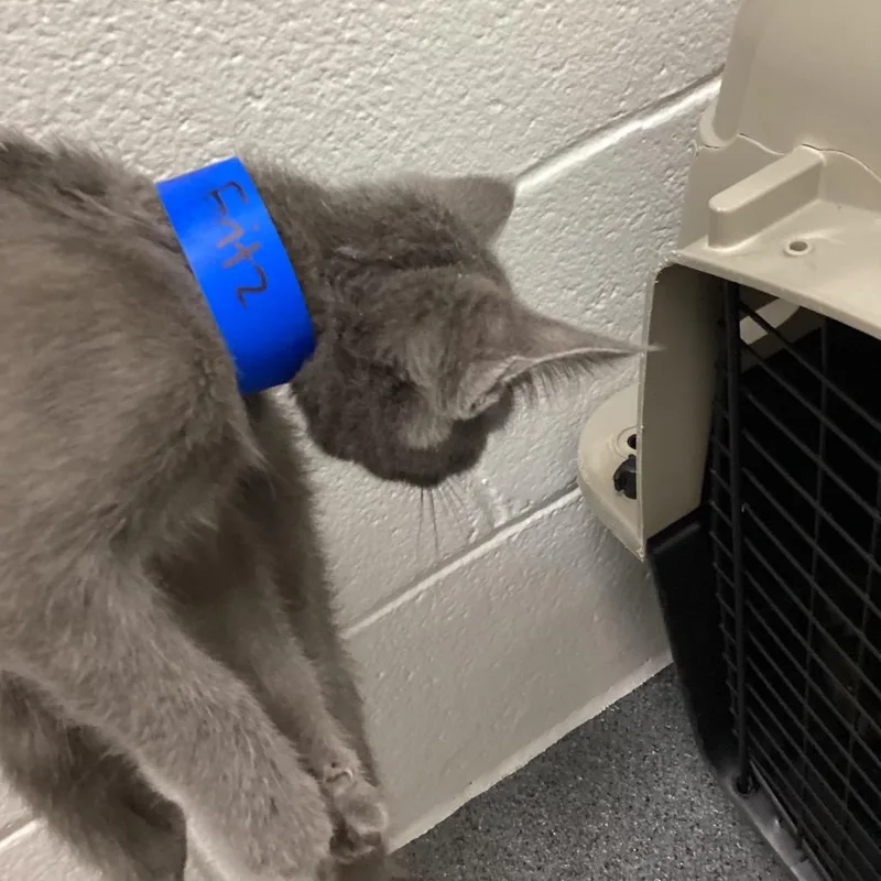 A baby small-sized male Gray / Blue / Silver Domestic Short Hair cat named Fritz for adoption in Montgomery, AL