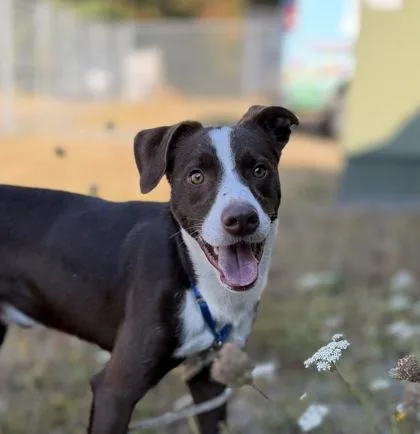 A young medium-sized male Border Collie dog named Flynn for adoption in Burlington, WA