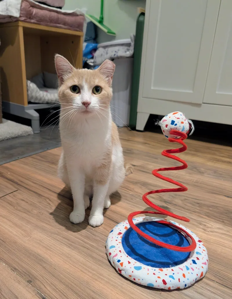 An adult medium-sized female Orange & White Domestic Short Hair cat named Amelie for adoption in Rochester, NY