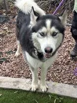 An adult large-sized male Siberian Husky dog named Hyundai for adoption in Steamboat Springs, CO