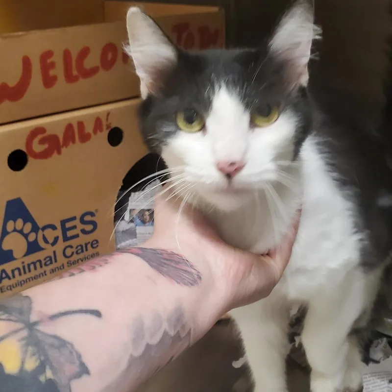 A young medium-sized female Black Domestic Short Hair cat named Poe for adoption in Novelty, OH