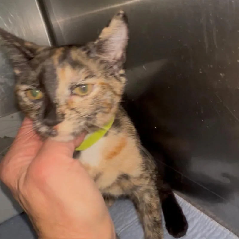 A baby small-sized female Tortoiseshell Domestic Short Hair cat named Rebecca for adoption in Blairsville, GA