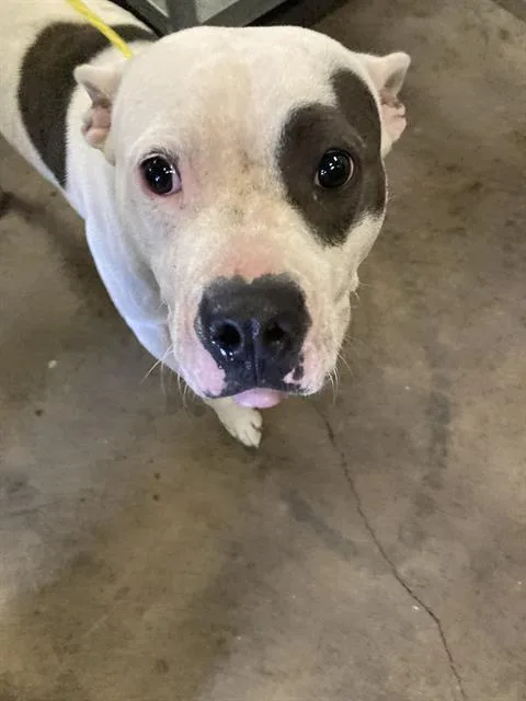 A young medium-sized female Pit Bull Terrier dog named Diane for adoption in Dallas, TX