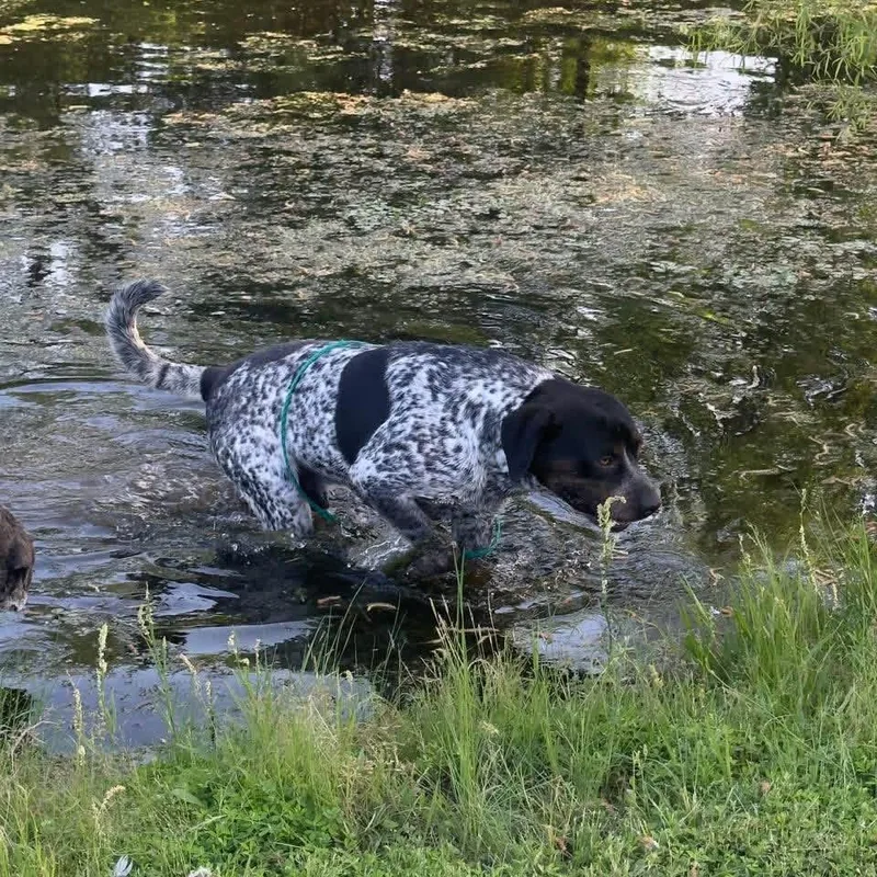 A young large-sized male Tricolor (Brown, Black, & White) German Shorthaired Pointer dog named Roscoe for adoption in GREENVILLE, TX