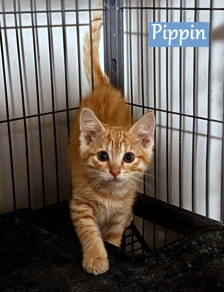 A baby medium-sized male Domestic Short Hair cat named Pippin for adoption in Hoover , AL