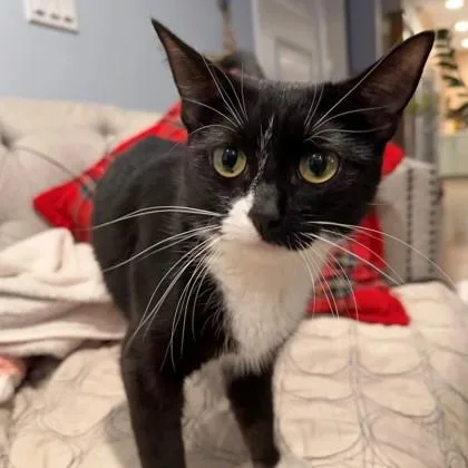 An adult small-sized female Domestic Short Hair cat named Melody for adoption in Wheaton, IL