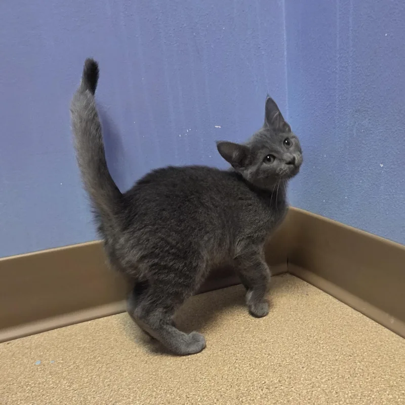 A young medium-sized female Gray / Blue / Silver Domestic Short Hair cat named Raja for adoption in Brookings, SD