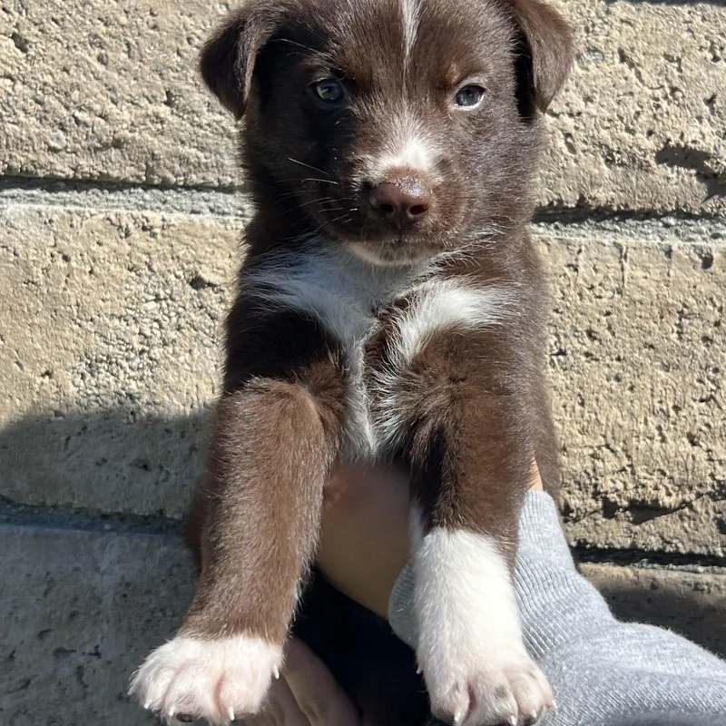 A baby large-sized male Labrador Retriever dog named Canelo for adoption in Pasadena, CA
