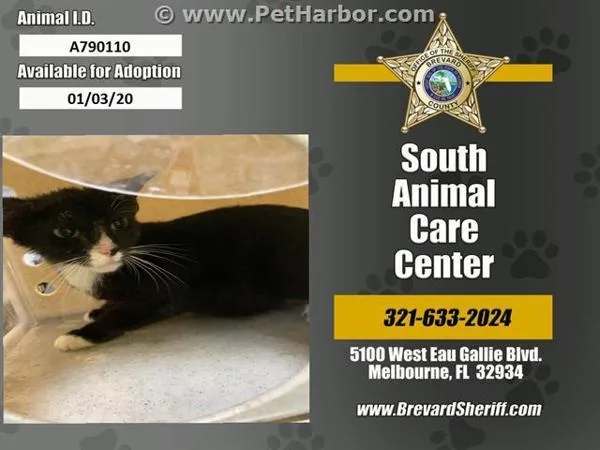 An adult small-sized female Domestic Short Hair cat named Zoe for adoption in Melbourne, FL