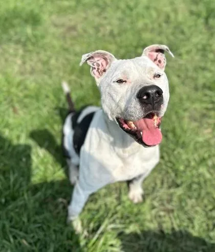 An adult large-sized male Mixed Breed dog named Beefy for adoption in St. Anne, IL