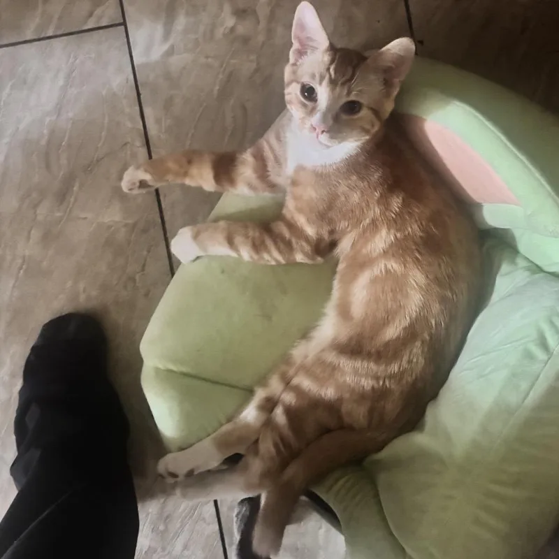 A baby small-sized male Orange / Red Domestic Short Hair cat named Obi for adoption in Calimesa, CA