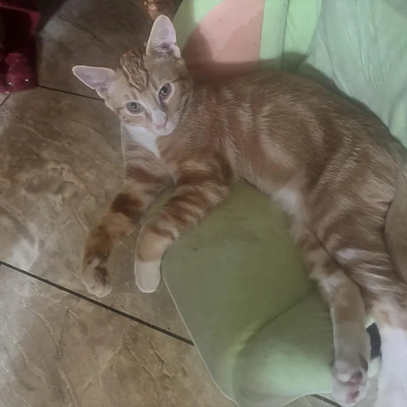 Obi thumbnail 3