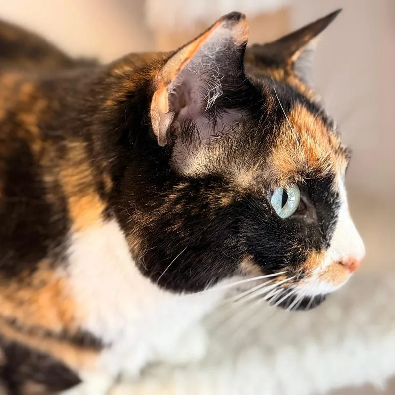A senior small-sized female Domestic Short Hair cat named Talina for adoption in Cumming, GA