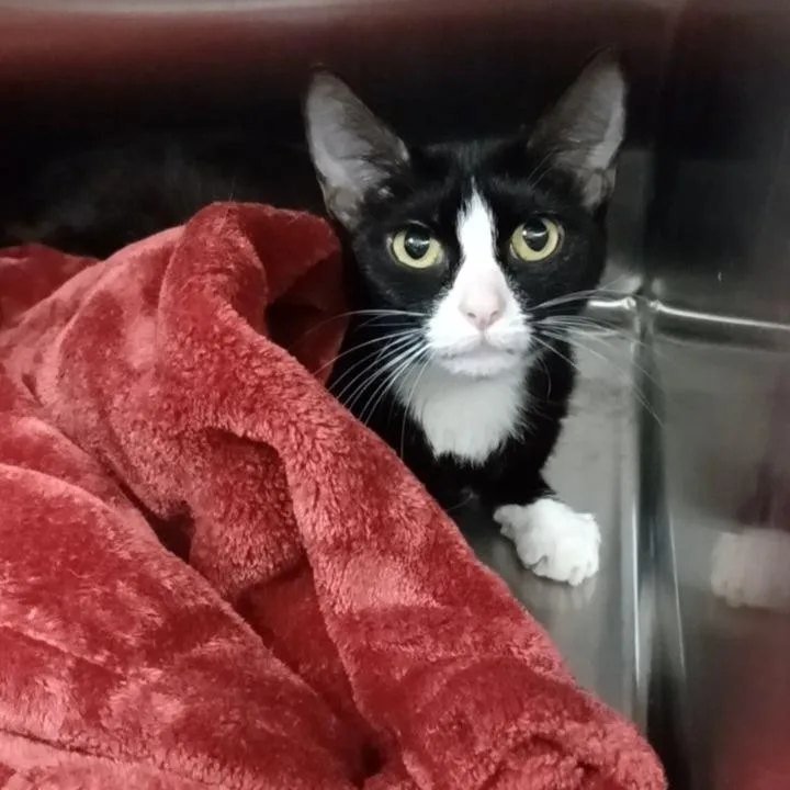 A young medium-sized female Black Domestic Short Hair cat named Squashy for adoption in Oak Park, IL