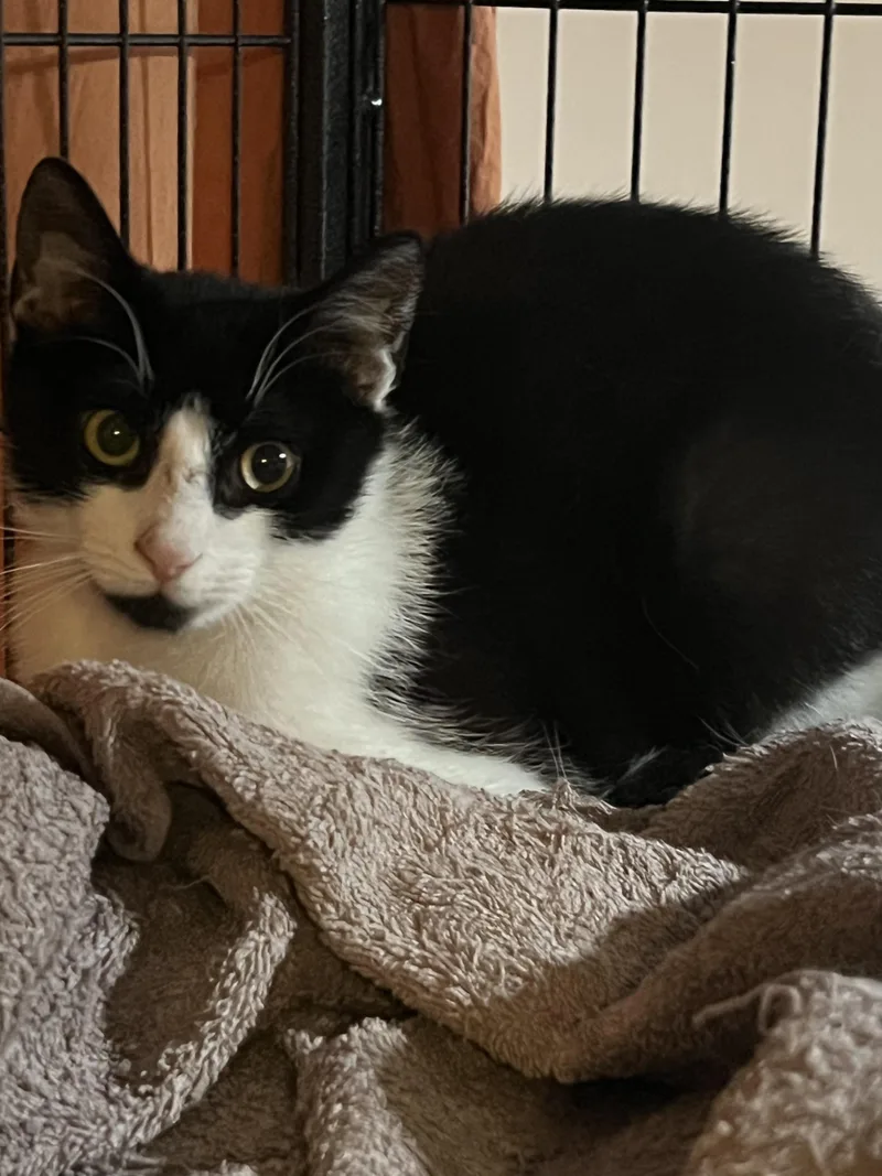 Nicholas thumbnail 2