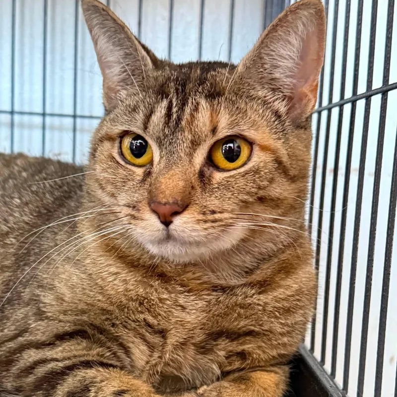A young medium-sized female Tabby (Buff / Tan / Fawn) Tabby cat named Ginger for adoption in Huntington, NY