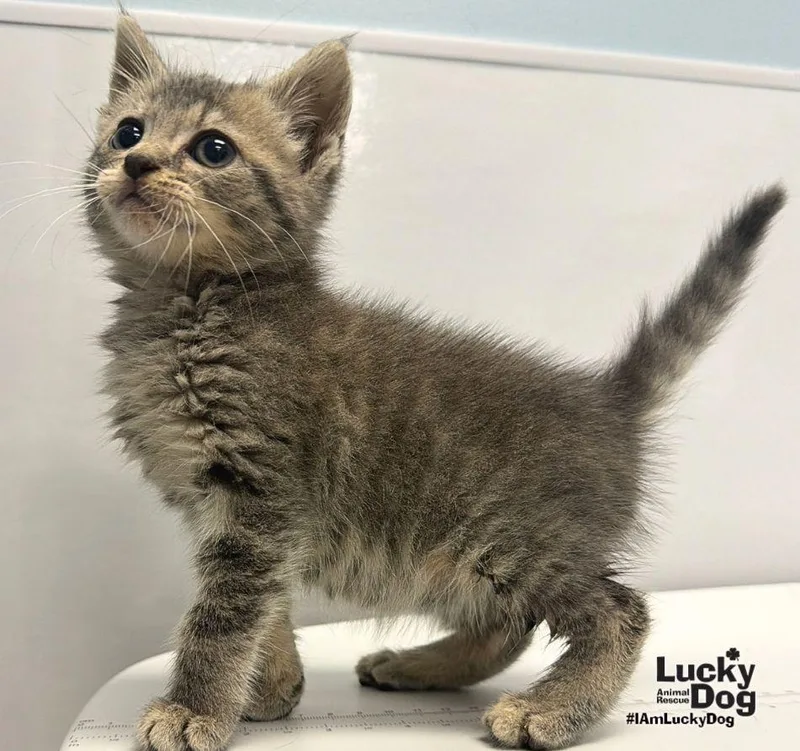 A baby medium-sized female Domestic Short Hair cat named Misty for adoption in Washington, DC