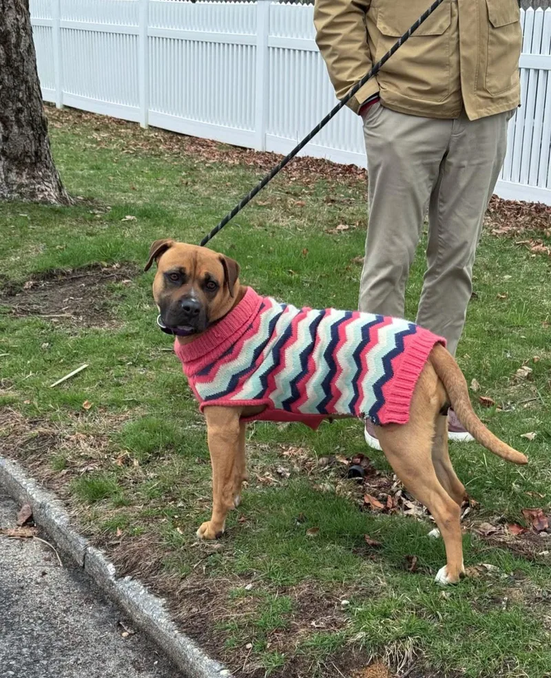 A young medium-sized female Boxer dog named Adele for adoption in Southold, NY