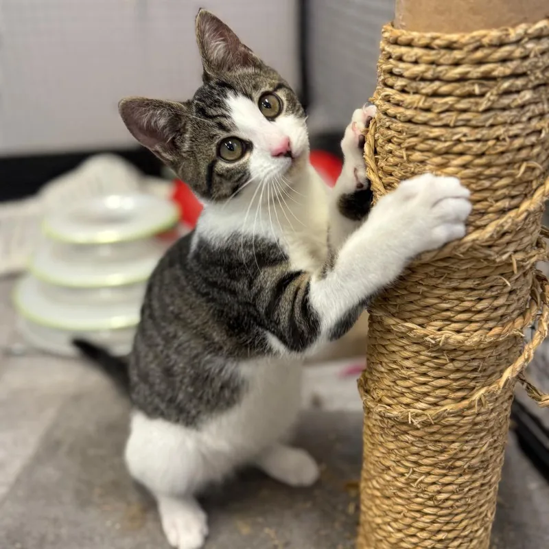 A baby small-sized male Gray / Blue / Silver Domestic Short Hair cat named Foo Yung for adoption in Pasadena , MD