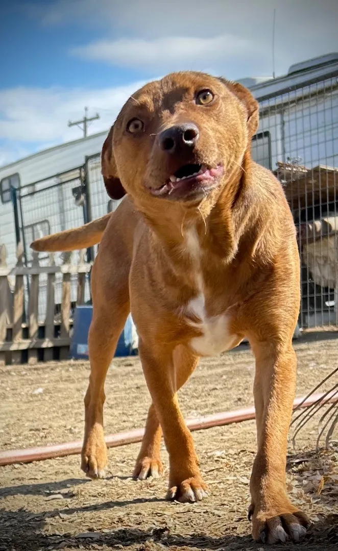 A young medium-sized male Chihuahua dog named Carlos for adoption in Bakersfield, CA