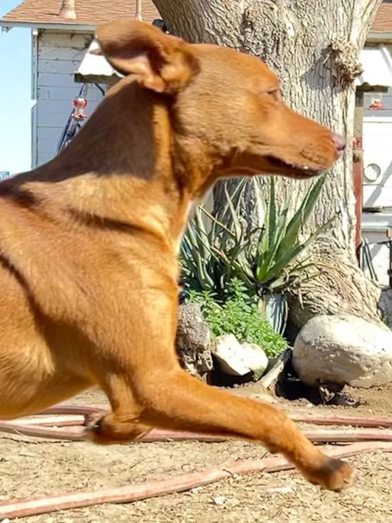 Carlos thumbnail 3