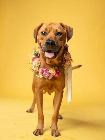 An adult medium-sized female Mixed Breed dog named Dapple for adoption in Atlanta, GA