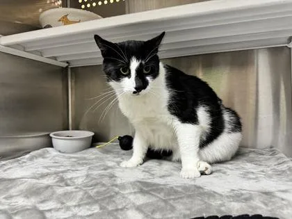 An adult extra large-sized male Domestic Short Hair cat named Benji for adoption in Brunswick, GA
