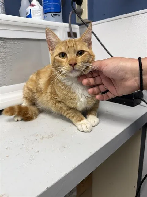 A young medium-sized female Domestic Short Hair cat named Lady for adoption in Santa Cruz, CA