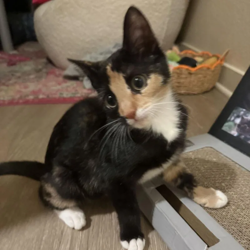 A baby small-sized female Calico Domestic Short Hair cat named Mimieux for adoption in Tallahassee, FL