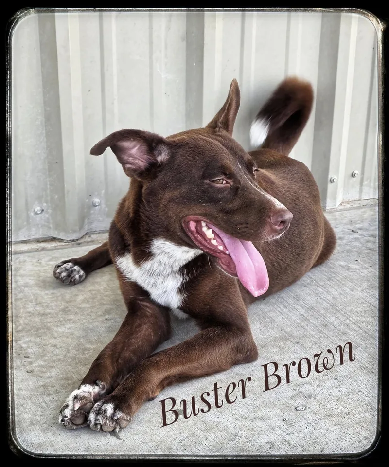 Buster Brown thumbnail 2