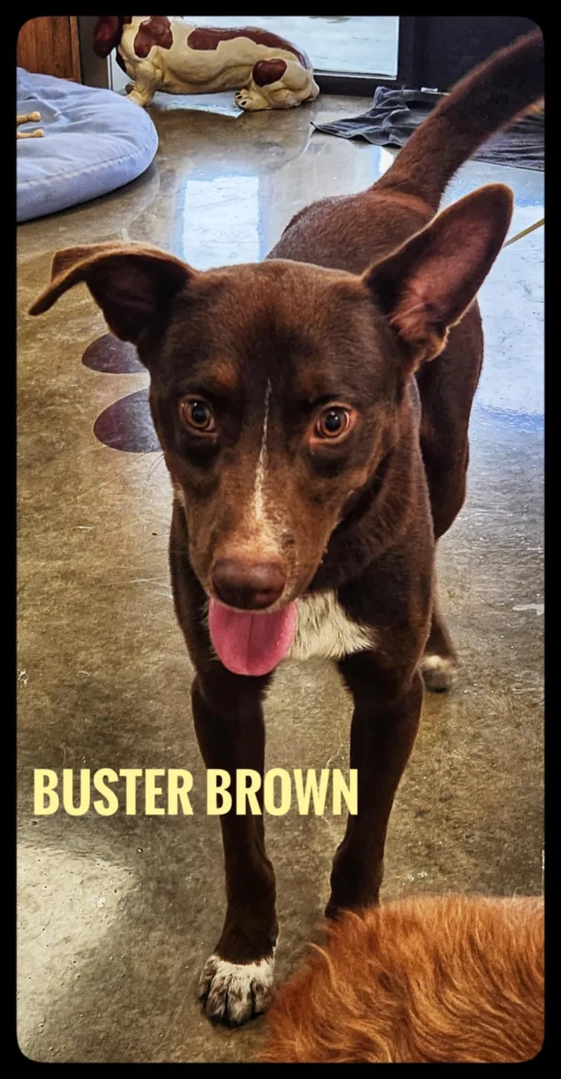 Buster Brown thumbnail 4