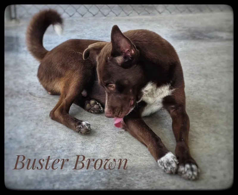 Buster Brown thumbnail 6