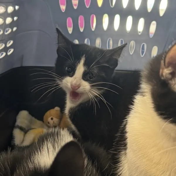 A baby small-sized male Domestic Short Hair cat named Bowie for adoption in Des Moines, IA
