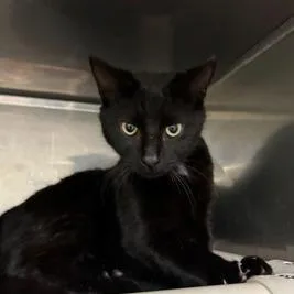 A young medium-sized female Black Domestic Short Hair cat named Cuervo for adoption in Newark, DE