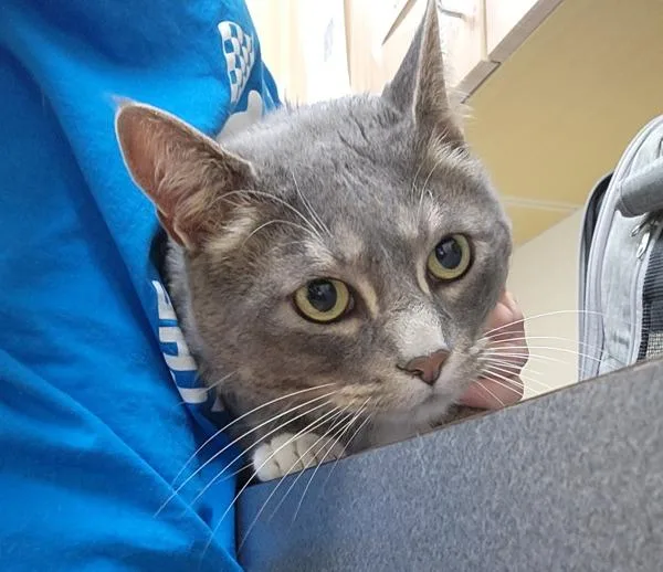 An adult large-sized male Domestic Short Hair cat named Nyx for adoption in Kennewick, WA