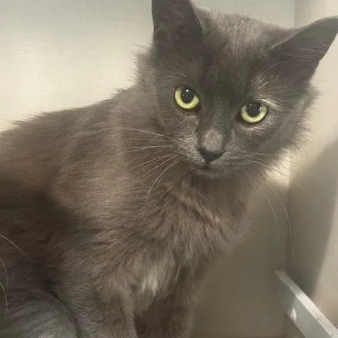 A baby small-sized female Gray / Blue / Silver Domestic Medium Hair cat named Rizzo for adoption in Hutchinson, MN