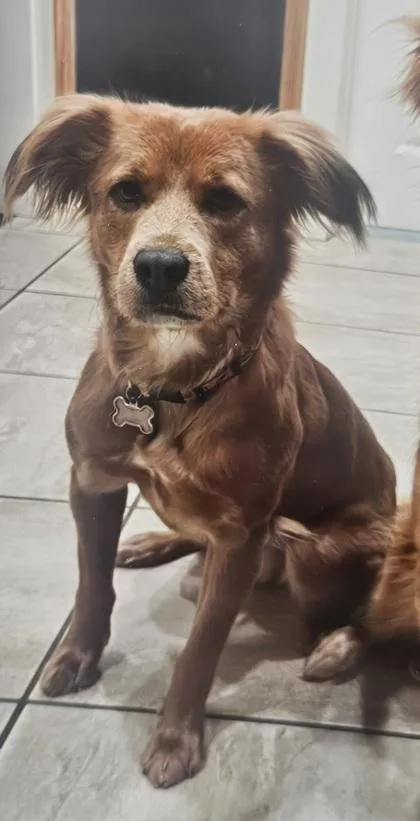 A young medium-sized female Golden Retriever dog named Loki for adoption in Fairhope, AL
