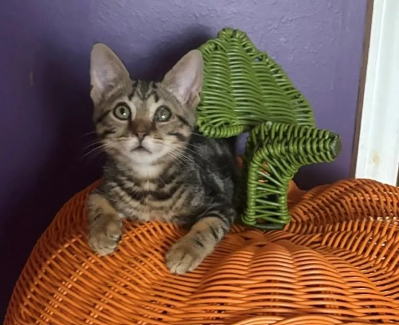 A baby medium-sized male Tabby (Brown / Chocolate) Domestic Short Hair cat named Snorkel for adoption in Morgantown, WV