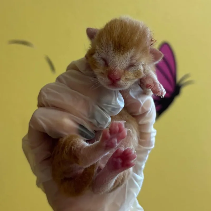 A baby small-sized male Domestic Short Hair cat named Mangrove for adoption in Corpus Christi, TX