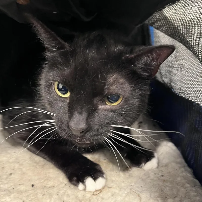 A senior large-sized male Domestic Short Hair cat named Pretty Boy for adoption in Tampa, FL
