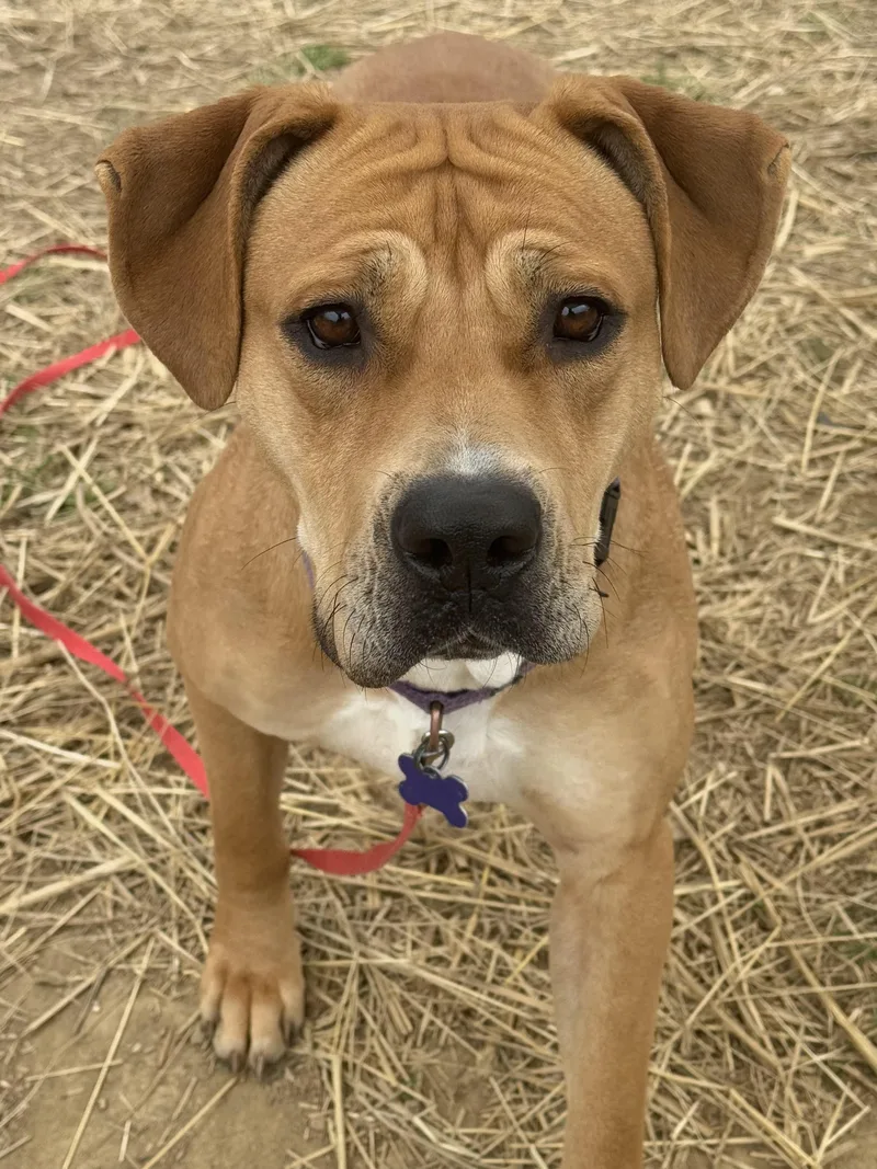 Pixie Glitter thumbnail 2