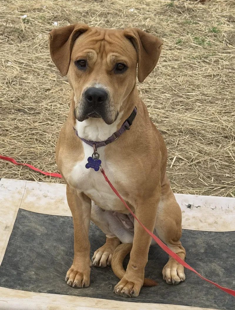 Pixie Glitter thumbnail 3