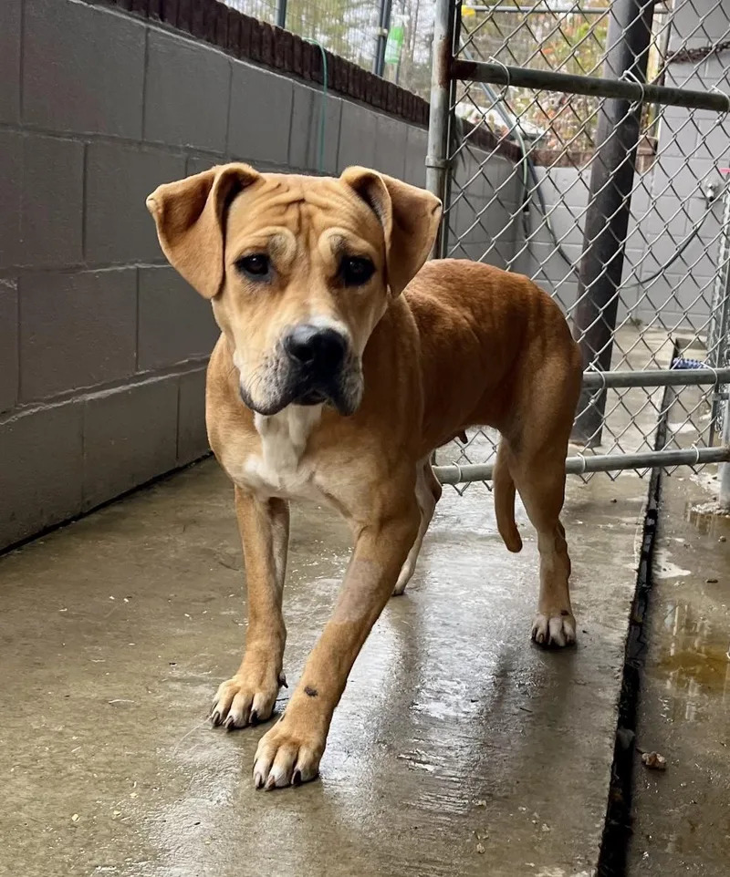 Pixie Glitter thumbnail 4