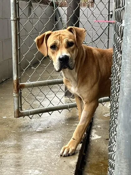 Pixie Glitter thumbnail 5