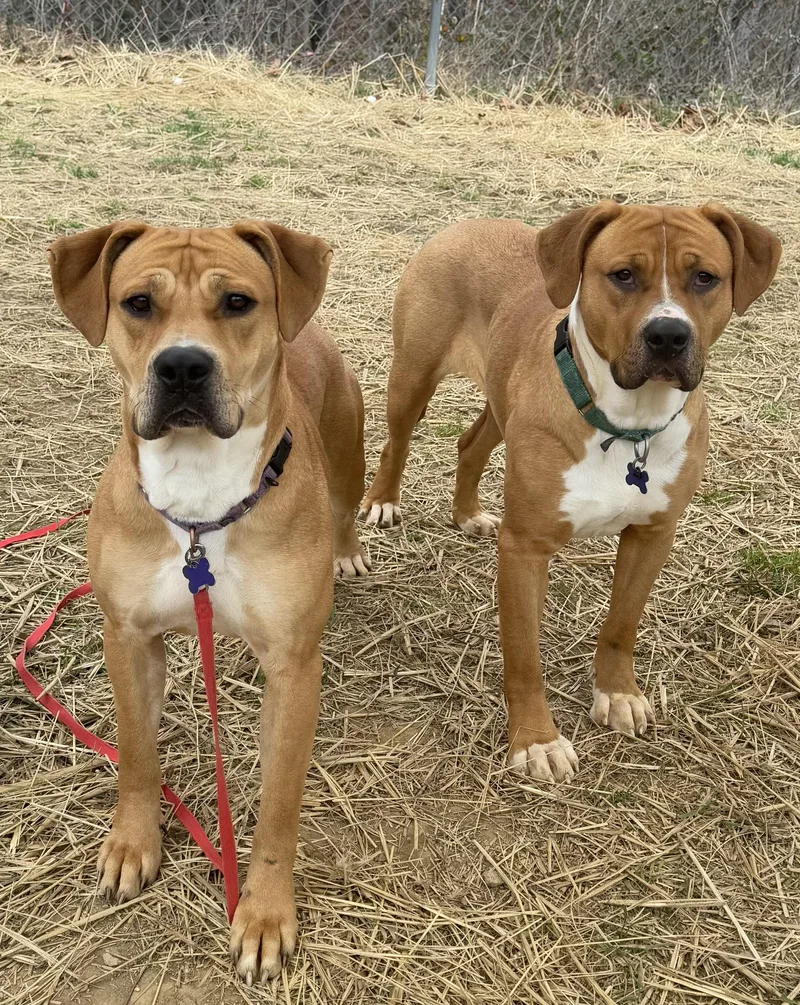 Pixie Glitter thumbnail 6