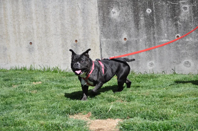 A young medium-sized female Black Bulldog dog named Yzma for adoption in Union Gap, WA