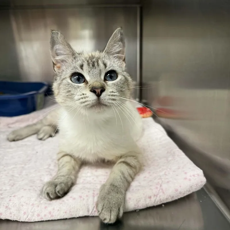 A baby medium-sized female Lilac Point Domestic Short Hair cat named Peekaboo Petals for adoption in Martinsville, IN
