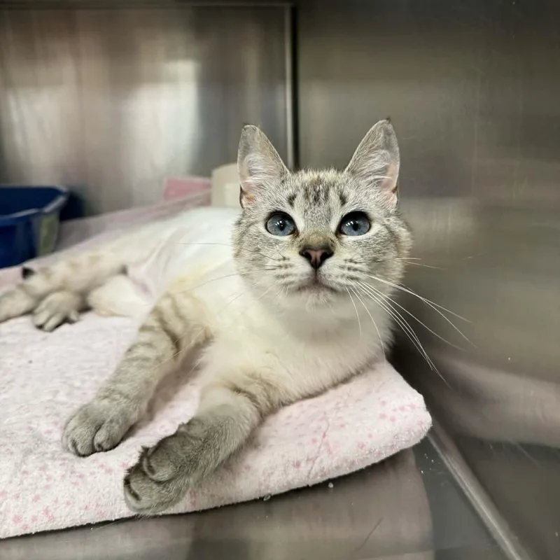 Peekaboo Petals thumbnail 2