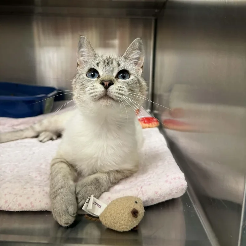 Peekaboo Petals thumbnail 3