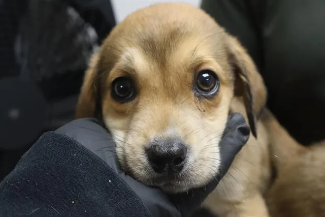 A baby small-sized male Mixed Breed dog named Rodeo for adoption in Columbia, SC